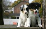 BERGER AUSTRALIEN PUPPIES 879